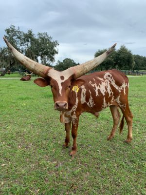 FP Steer